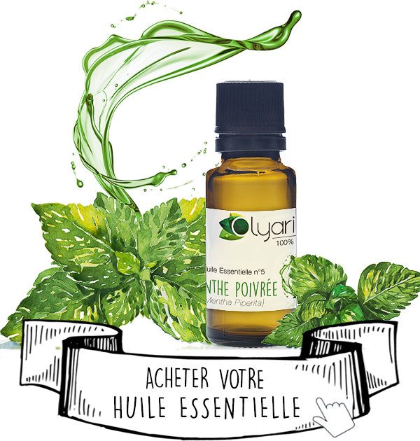 Huile Essentielle de Menthe Poivrée : Le Guide Complet par Olyaris